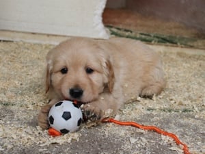 Golden retriver kiskutyák