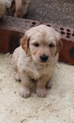 Golden retriver kiskutyák - kép 4