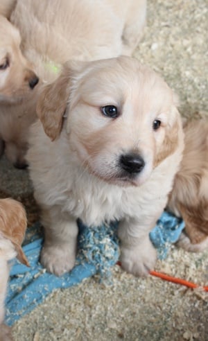 Golden retriver kiskutyák - kép 5