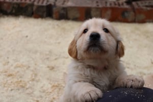 Golden retriver kiskutyák - kép 10