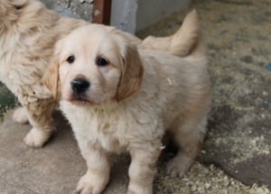 Golden retriver kiskutyák - kép 7