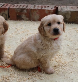 Golden retriver kiskutyák - kép 3