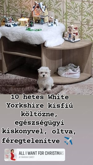 White Yorkshire terrier különleges  kisfiú 