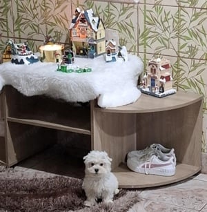 White Yorkshire terrier különleges  kisfiú  - kép 2