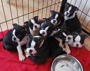 FCI törzskönyves boston terrier fiúk-lányok eladók