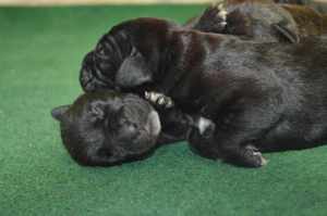 Cane Corso kölykök 