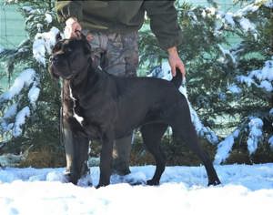 Cane Corso kölykök  - kép 10