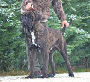 Cane Corso kölykök  - kép 8