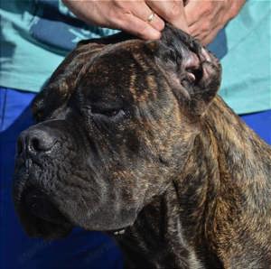 Cane Corso kölykök  - kép 9