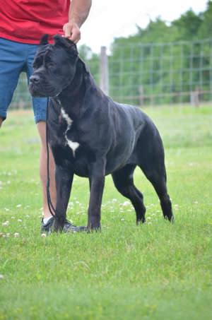 Cane Corso kölykök  - kép 11