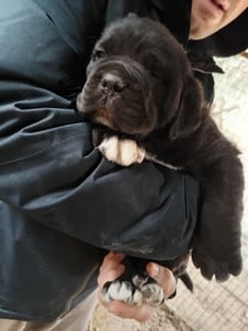 Cane corso kiskutyák - kép 4