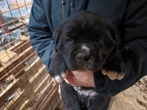 Cane corso kiskutyák - kép 3