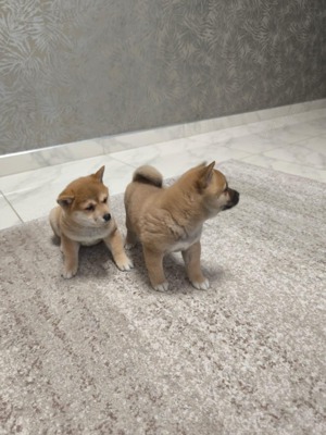  shiba inu kis kutyák 3 lány egy 1 kis fiu  - kép 2