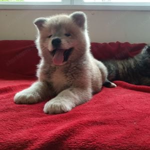 Japán Akita inu  - kép 11