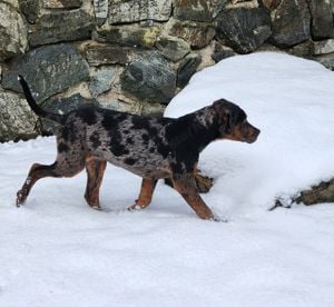 Catahoula - Louisiana leopárd kutya