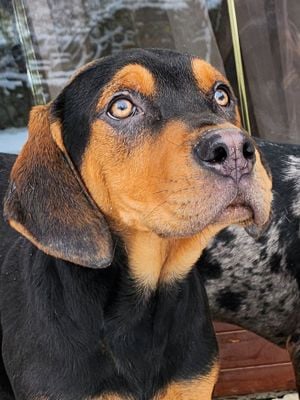 Louisiana Leopard dog-  kölykök