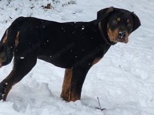 Louisiana Leopard dog-  kölykök Catahoula - kép 3