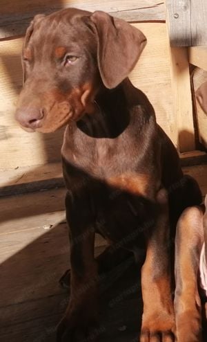 Azonnal elvihető 9 hetes kan Dobermannok - kép 2