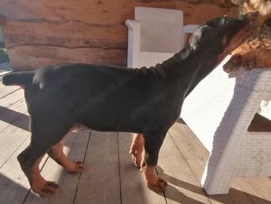 Azonnal elvihető 9 hetes kan Dobermannok - kép 3