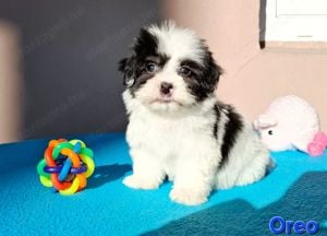 Bichon havanese kiskutyák törzskönyvezhetőek