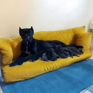 Cane Corso kölykök EUch, WCh vonallal  garanciával tenyésztőtől eladók - kép 4