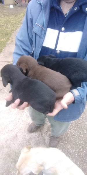 Labrador kis kutyák gazdát keresnek. - kép 2