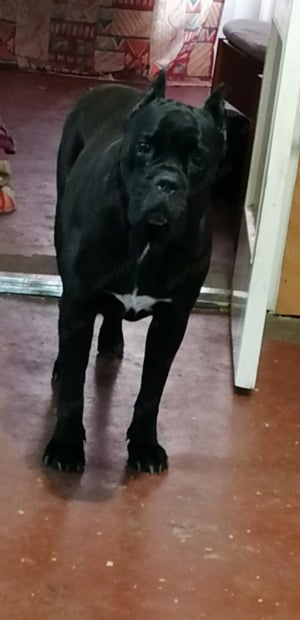 Eladó Cane Corso kiskutya