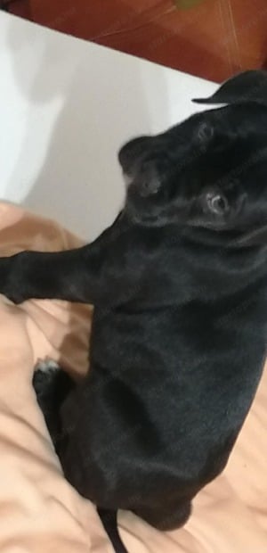 Eladó Cane Corso kiskutya - kép 3