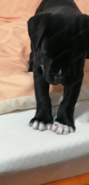 Eladó Cane Corso kiskutya - kép 4