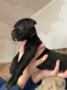 Eladó Cane Corso kiskutya - kép 5