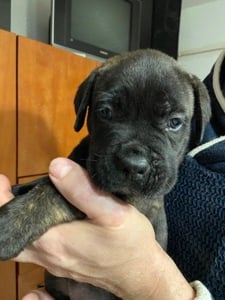 Eladó Cane Corso kiskutya - kép 8