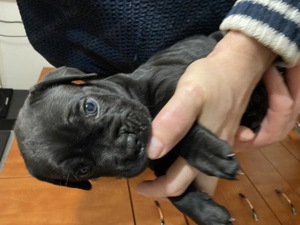 Eladó Cane Corso kiskutya - kép 9