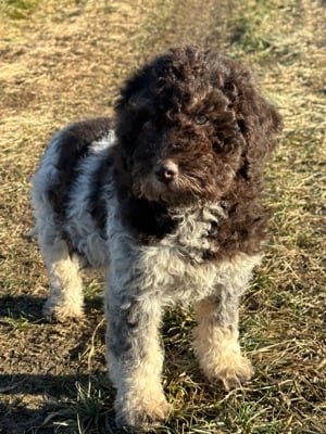 Lagotto romagnolo kislány