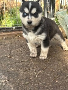 Eladó 6 hetes husky kölykök