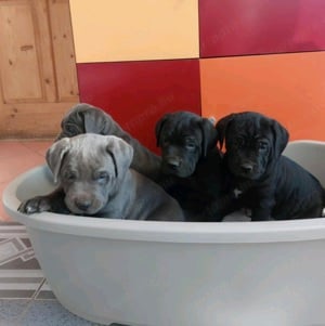 Cane corso kölykök fekete és kék színben fiúk-lányok vegyesen