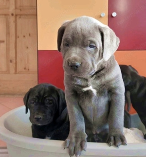 Cane corso kölykök fekete és kék színben fiúk-lányok vegyesen - kép 2