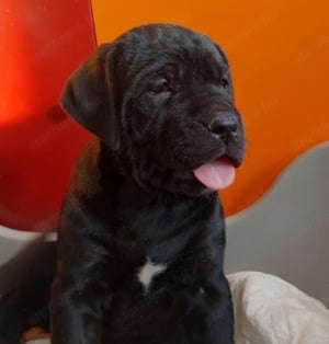 Cane corso kölykök fekete és kék színben fiúk-lányok vegyesen - kép 5