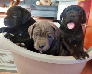 Cane corso kölykök fekete és kék színben fiúk-lányok vegyesen - kép 3