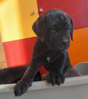 Cane corso kölykök fekete és kék színben fiúk-lányok vegyesen - kép 4