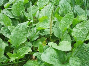 Értékesítése Útifű Levelek (Plantain Herb) ömlesztve a gyártótól a legjobb áron - kép 3