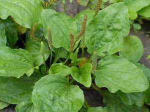 Értékesítése Útifű Levelek (Plantain Herb) ömlesztve a gyártótól a legjobb áron - kép 4