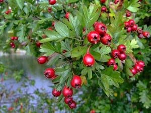 Értékesítése Galagonya Gyümölcsök (Hawthorn Fruits) ömlesztve a gyártótól a legjobb áron - kép 3