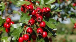 Értékesítése Galagonya Gyümölcsök (Hawthorn Fruits) ömlesztve a gyártótól a legjobb áron - kép 2