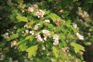 Értékesítése Galagonya levelek+virágok (Hawthorn Leaf+Flower) ömlesztve a gyártótól a legjobb áron - kép 4