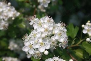 Értékesítése Galagonya levelek+virágok (Hawthorn Leaf+Flower) ömlesztve a gyártótól a legjobb áron - kép 3