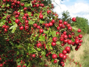 Értékesítése Galagonya levelek+virágok (Hawthorn Leaf+Flower) ömlesztve a gyártótól a legjobb áron - kép 5