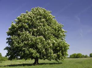 Értékesítése Vadgesztenye gyümölcs (Horse Chestnut) ömlesztve a gyártótól a legjobb áron - kép 5