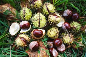 Értékesítése Vadgesztenye gyümölcs (Horse Chestnut) ömlesztve a gyártótól a legjobb áron - kép 2