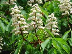 Értékesítése Vadgesztenye gyümölcs (Horse Chestnut) ömlesztve a gyártótól a legjobb áron - kép 4