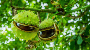 Értékesítése Vadgesztenye gyümölcs (Horse Chestnut) ömlesztve a gyártótól a legjobb áron - kép 3